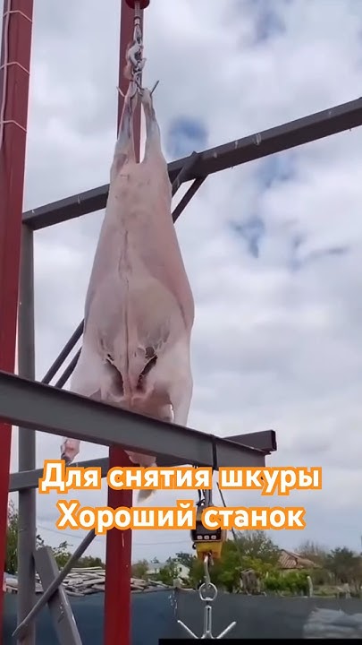 Для снятия шкур #барашки #animals #животные #шкуры - YouTube
