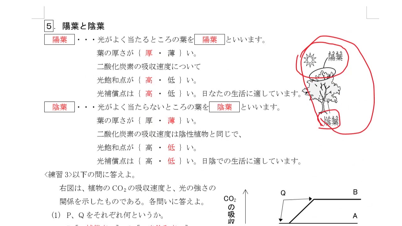 科学と人間生活 2 3光合成 陽葉と陰葉 屈性 Youtube