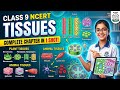 Class 9 अध्याय 6 TISSU । ऊतक। NCERT SOLUTIONS VIDEOS #ncert #scienceshorts #ai #matricpart2 #facts