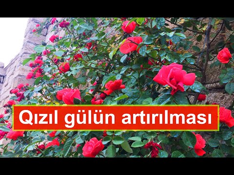 Qızıl gülün artırılması. Bundan sadə üsul yoxdur!