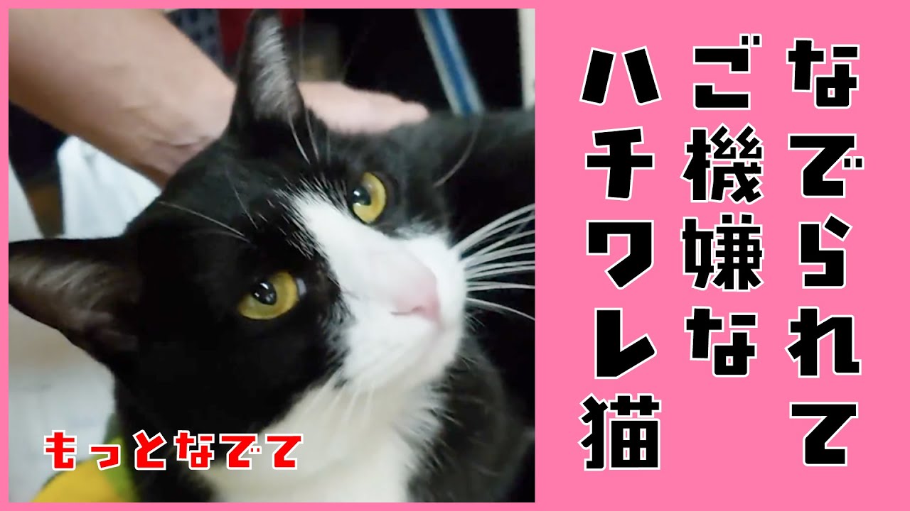 撫でられてゴロゴロ鳴くハチワレ猫がかわいい 保護猫 動物がかわいいyoutube動画はここだ