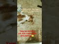 Video Viral bagi sedekah sama kucing liar di kampung #fyp  #shorts  #tiktok #lucu #viral