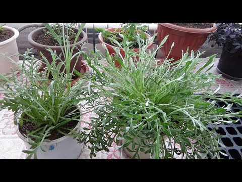 56/20 I discovered a new way of propagating gazania cuttings