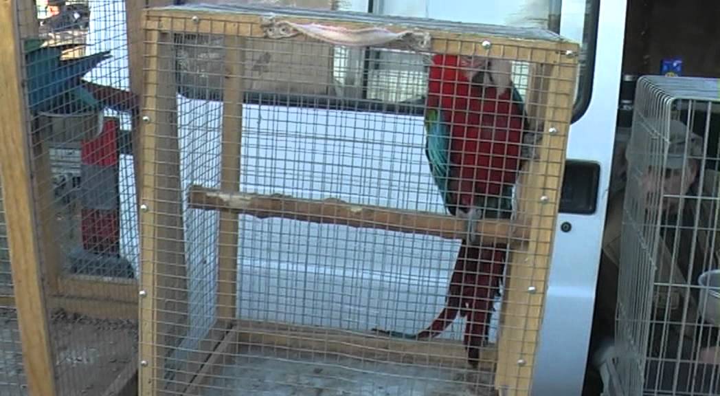 Berza Monor - Kisállat börze Monor