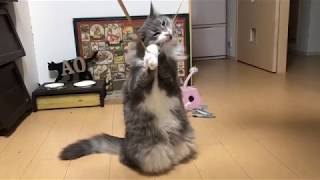 リボンに執着して二足立ちになる猫 ノルウェージャンフォレストキャットTwo-legged standing.Norwegian Forest Cat.