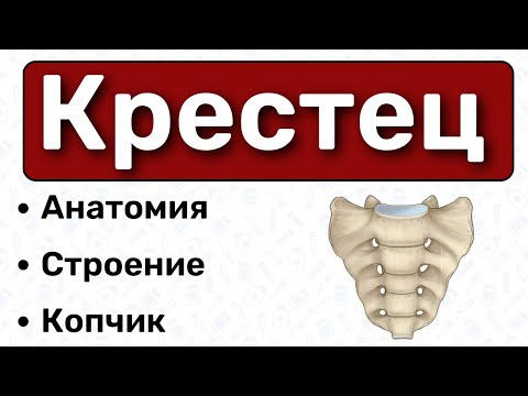 Крестец: строение, латынь, копчик / Анатомия, остеология