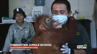 Orangutan Jungle School Program in First Media