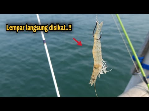 Udang Heiko