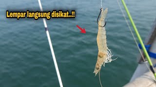 100% gak nolak..!! Makin kecil udang makin gacir || tanjung kait G230