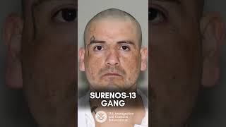 350+ illegal alien gang members arrested by #ICE in Texas Net Worth
