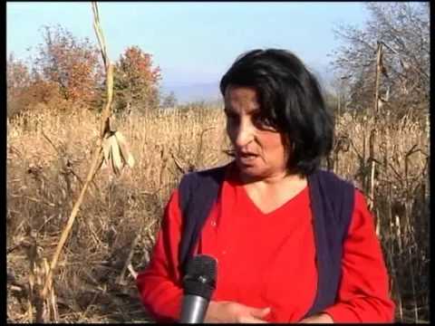 მგლების თავდასხმა კურდღელაურში