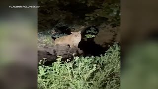 New mountain lion spotted in Griffith Park