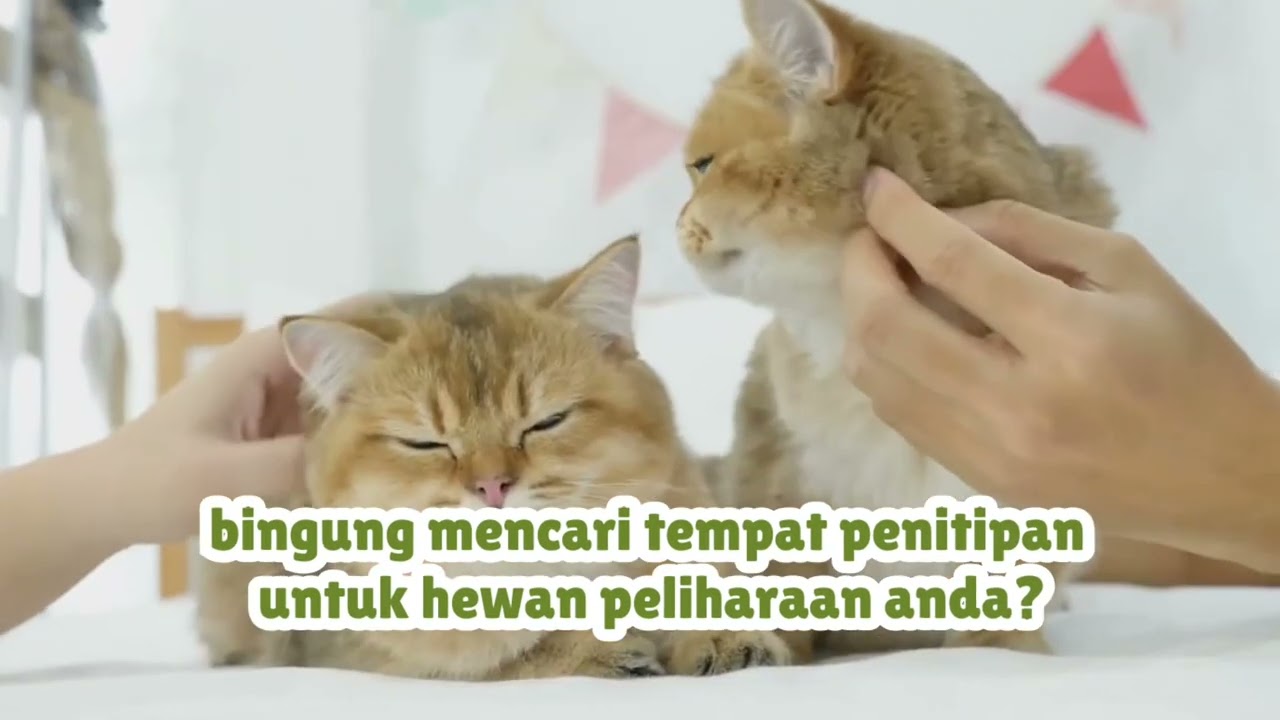 MyAnimolz: Informasi, Adopsi & Penitipan Hewan
