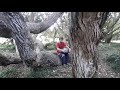 Grandma tree  yellowseed handpan music