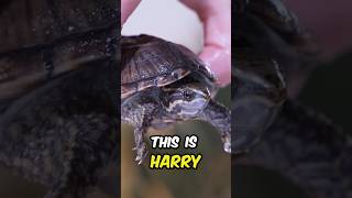 Why is my Turtle in the Sewer? 🐢