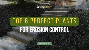 Top 6 Perfect Plants for Erosion Control 🌿🌷🍃