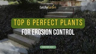 Top 6 Perfect Plants for Erosion Control 🌿🌷🍃