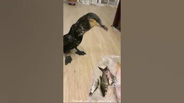 Птица ест рыбу