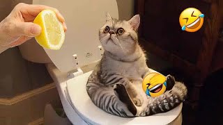 🙀🤣 So Funny! Funniest Cats and Dogs 😆😹 Funny And Cute Animal Videos 2024 # 8