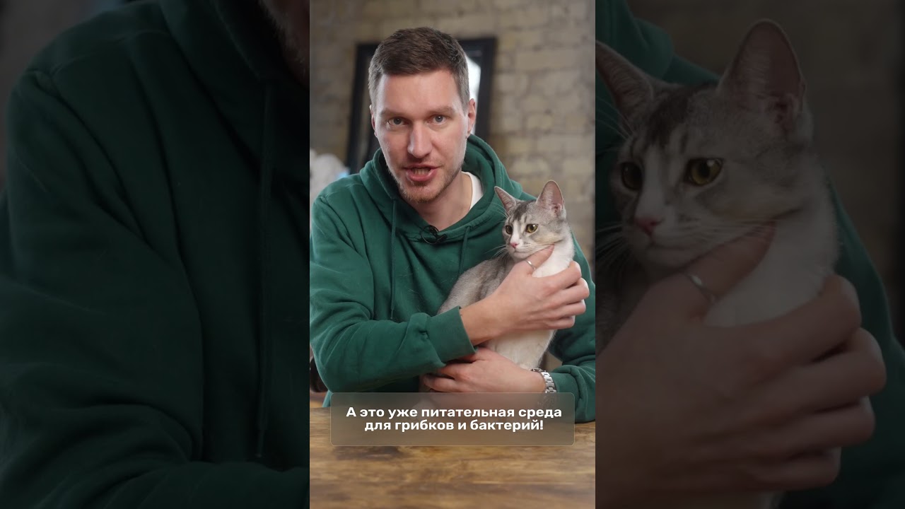 Почему у кота слезятся глаза?