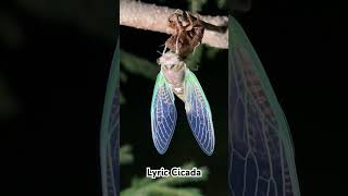 A Lyric Cicada hanging from its old skin #cicadas #bug