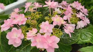 아름다운 🌿자연과 꽃 구경🌸 🎶mp4(11)~힐링영상 ⚘️💛💚🧡
