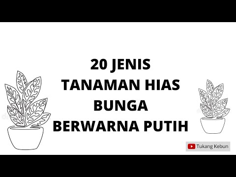 Video: 10 Pohon Dengan Bunga Putih - Pohon Berbunga Dengan Bunga Putih