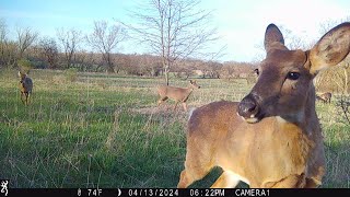 Trail Cam Footage Early Spring in Illinois 2024 (RELAXING NATURE VIDEO)