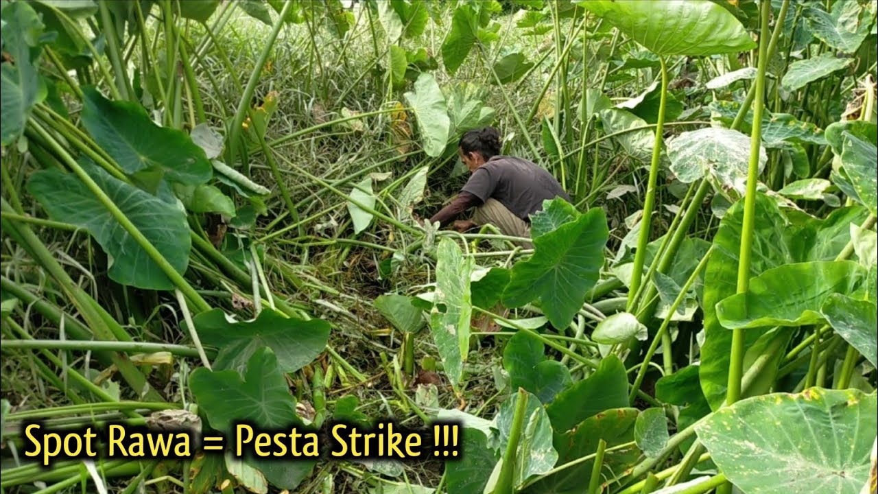 MANCING BELUT SPOT RAWA‼️DI BUAT KEWALAHAN STRIKE BELUT MONSTER