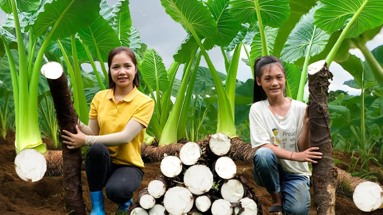 How To Harvesting Easy Wild Jam Tuber On Rainy Day Go To Market Sell | Ella New Life