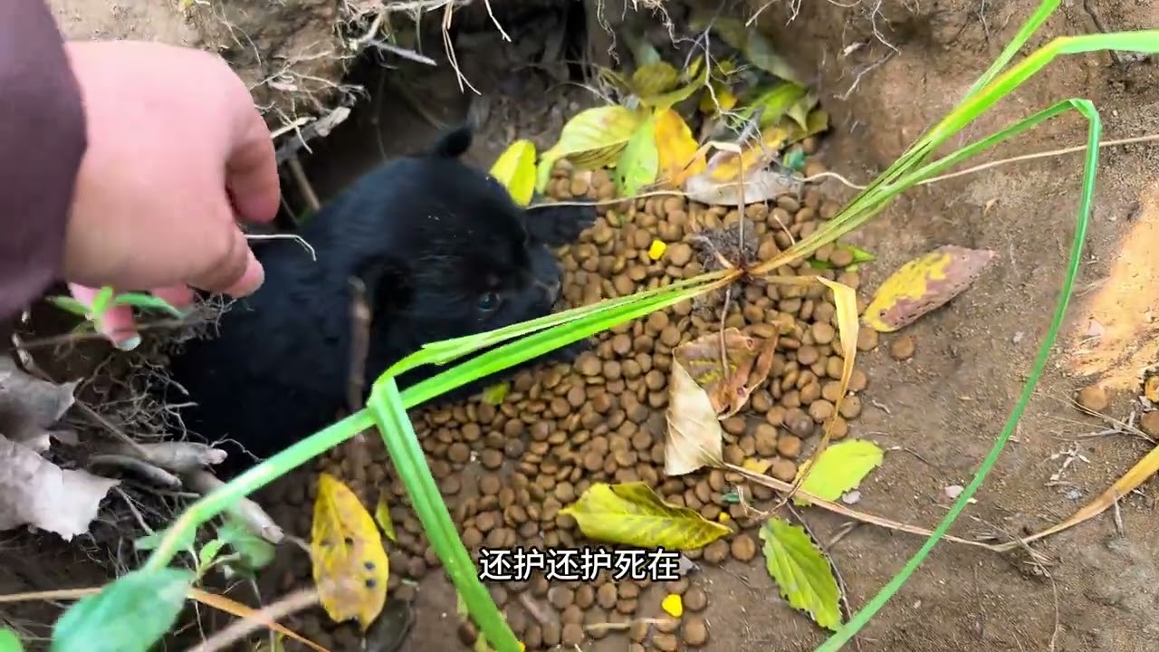 算少了这窝流浪狗有12只，还剩10只要领养的赶紧了！ 