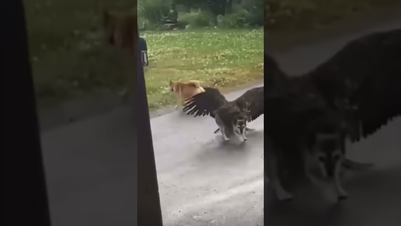 Alaskan dog save sister from eagle attack