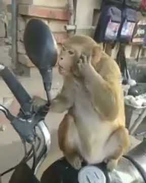 Monyet Berkaca! Monyet Ngaca! Monkey Face A Mirror!