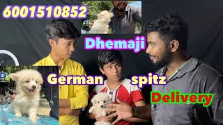 German spitz #dhemaji Home delivery 6001510852