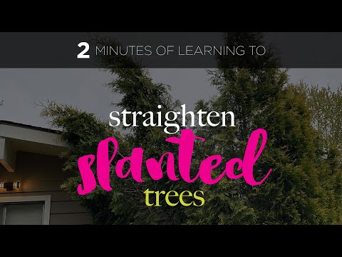 How to Straighten Slanted Trees