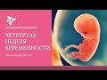 4 Неделя Беременности | Развитие Плода на 4 Неделе