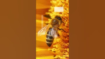 Lexica vs. Leonardo AI vs. Midjourney vs. Real Life