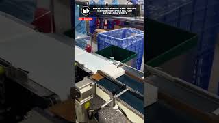 Inside a Modern Packaging Factory Assembly Line