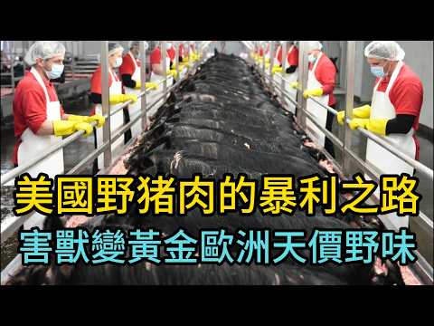 美國農民恨透的「超級害獸」，竟是歐洲富豪瘋搶的頂級野味？害獸變黃金！每年吃掉美國25億美元的超級野豬，被包裝成一公斤80歐元的天價香腸？揭秘野豬跨國暴利產業鏈！#世界軼事#美國野豬#德州野豬#野豬香腸