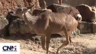 Antelope Running Around In The Rhino Exhibit - 4K Ultra Hd - Raw Video