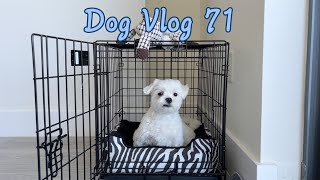 1 YEAR OLD MALTESE GETTING LEASH AND CRATE TRAINING