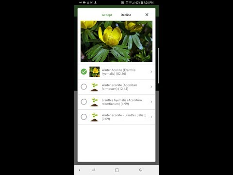 Wie Winterling oder Winterling mit PlantSnap identifizieren