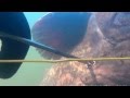 Подводная охота на СОМА днем, классный прозракSpearfishing for catfish