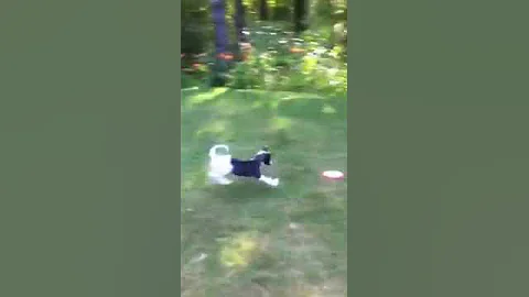 10-week-old Whippet chases frisbee