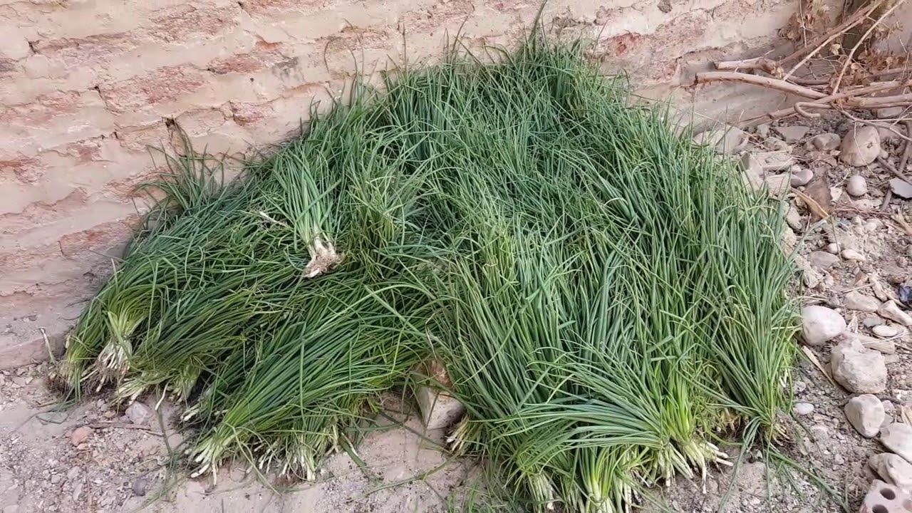 اسهل طريقة لزراعة البصل من البداية حتى الحصاد