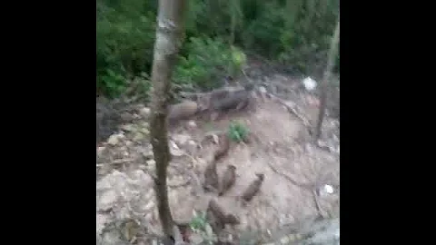 Mother Boar Protects Babies, a must view! @ james thats life