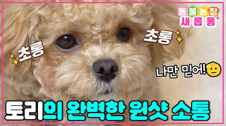 [#새롭동물농장] 척하면 척! 개인기만 무려 40가지 이상👍 환상의 궁합을 자랑하는 한솔 씨와 천재견 토리🐶 / EP.1217 #TV동물농장 #AnimalFarm #SBSstory