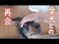 離婚後はじめて愛犬に会いに行きました【ご報告】今後の家族のこと