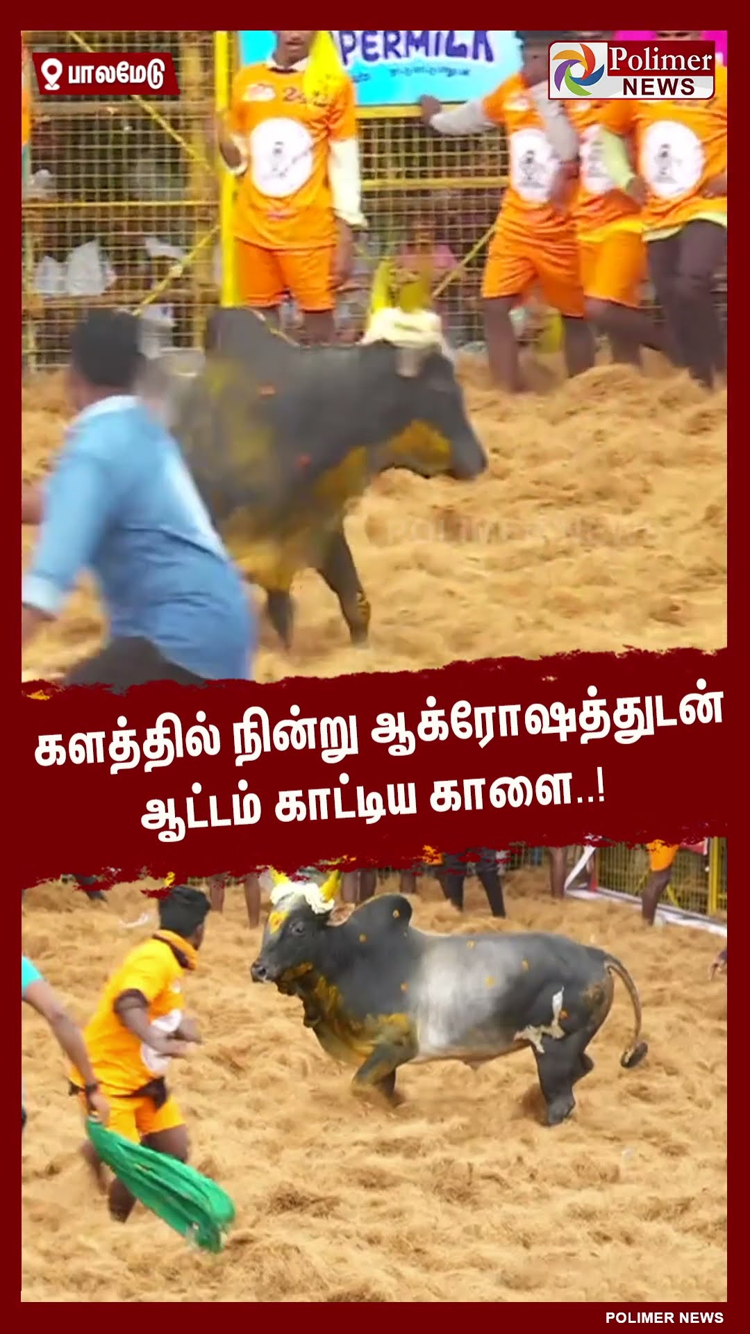 களத்தில் நின்று ஆக்ரோஷத்துடன் ஆட்டம் காட்டிய காளை..! #shorts | #palamedujallikattu