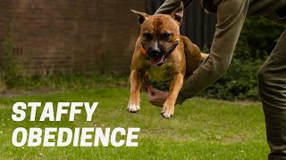 Obedience at 12 months old  Staffordshire Bull Terrier